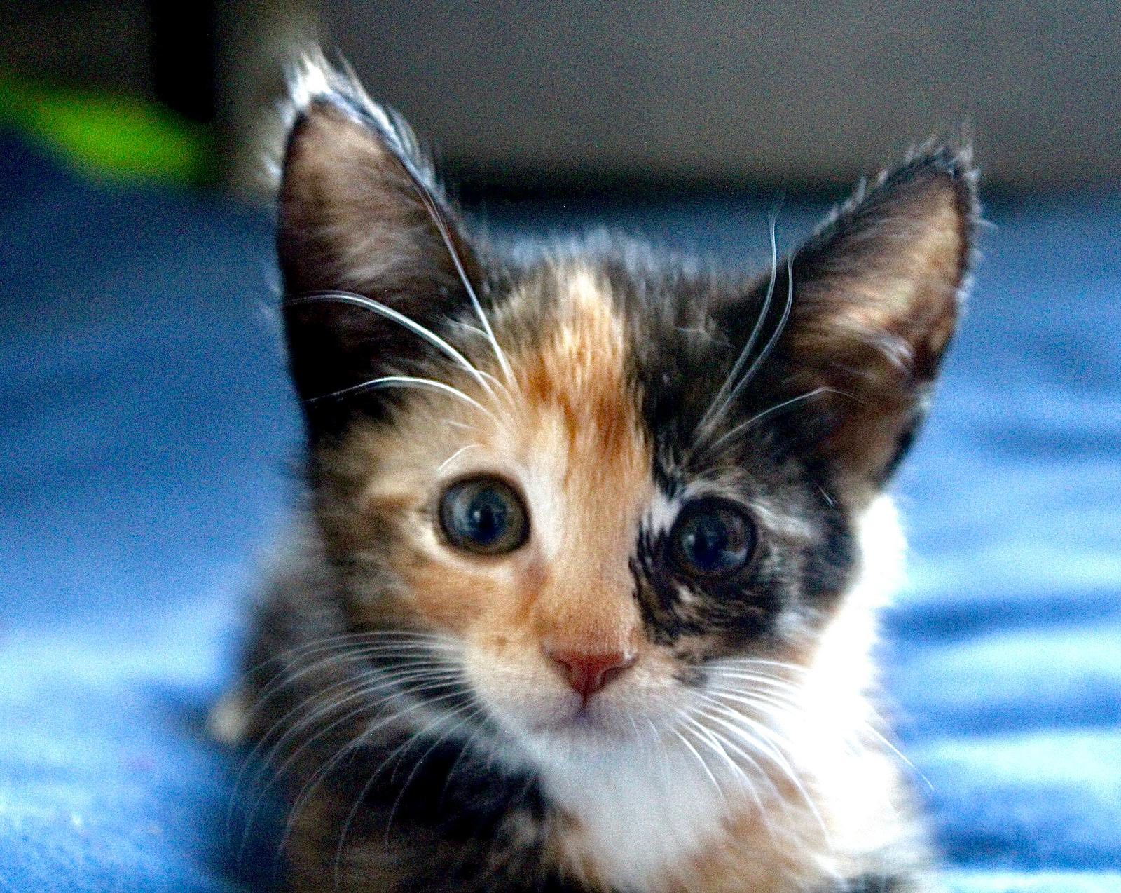 Prachtige Kittens❤️
