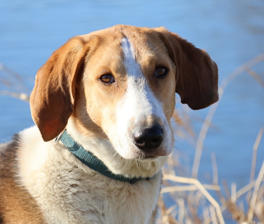 Timo