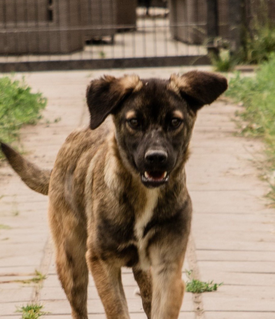 Luci