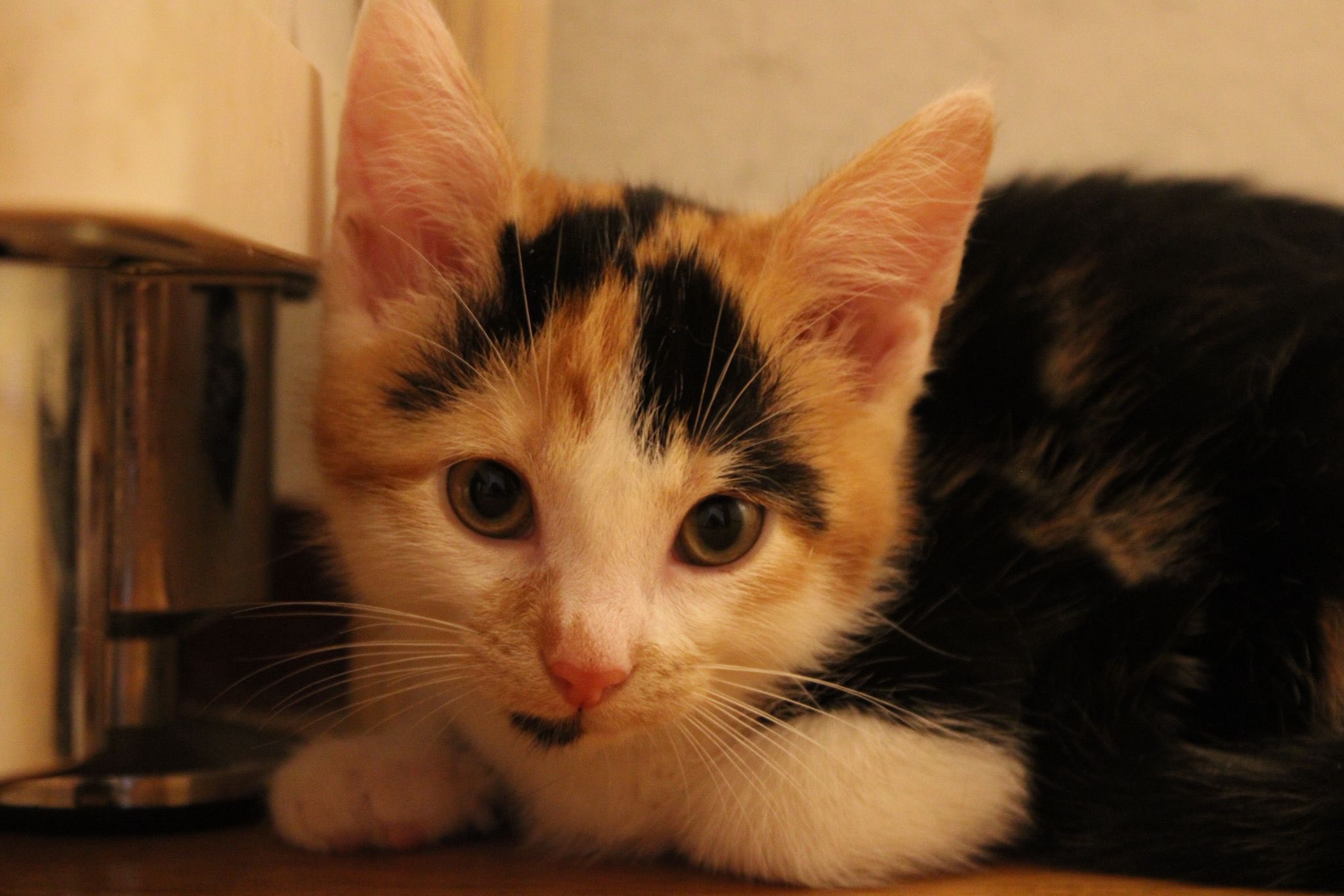 Willow