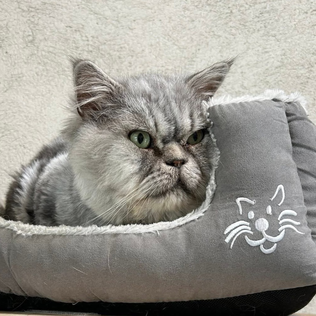 Bertus