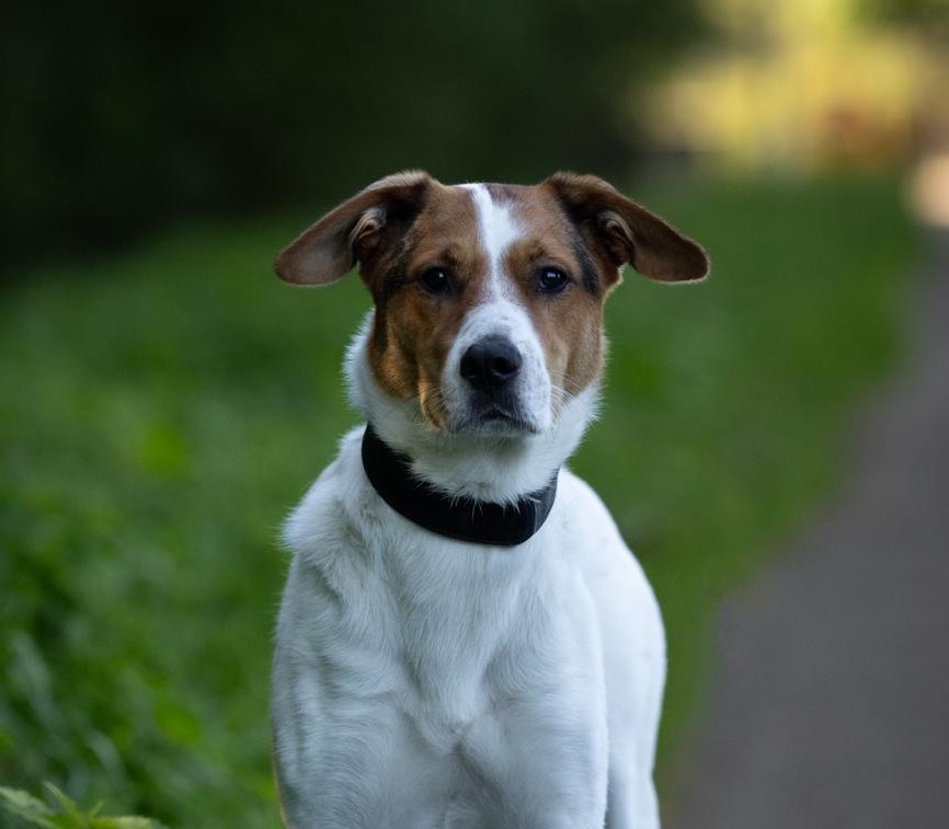 Oscar