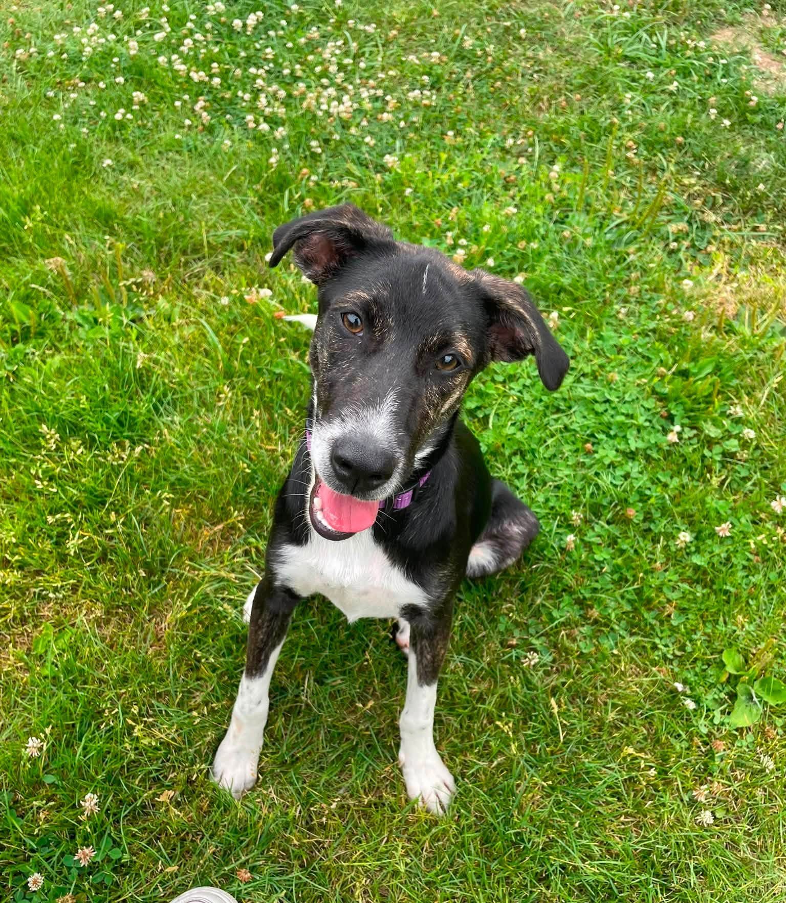 Raja