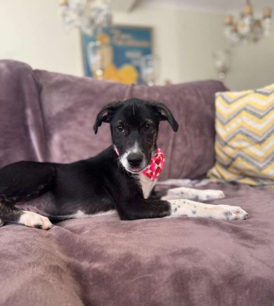 Raja