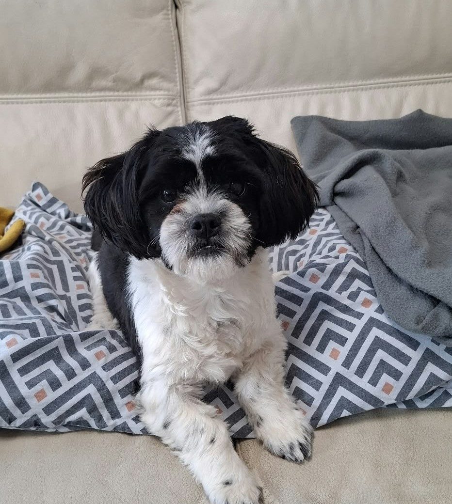 Pippa
